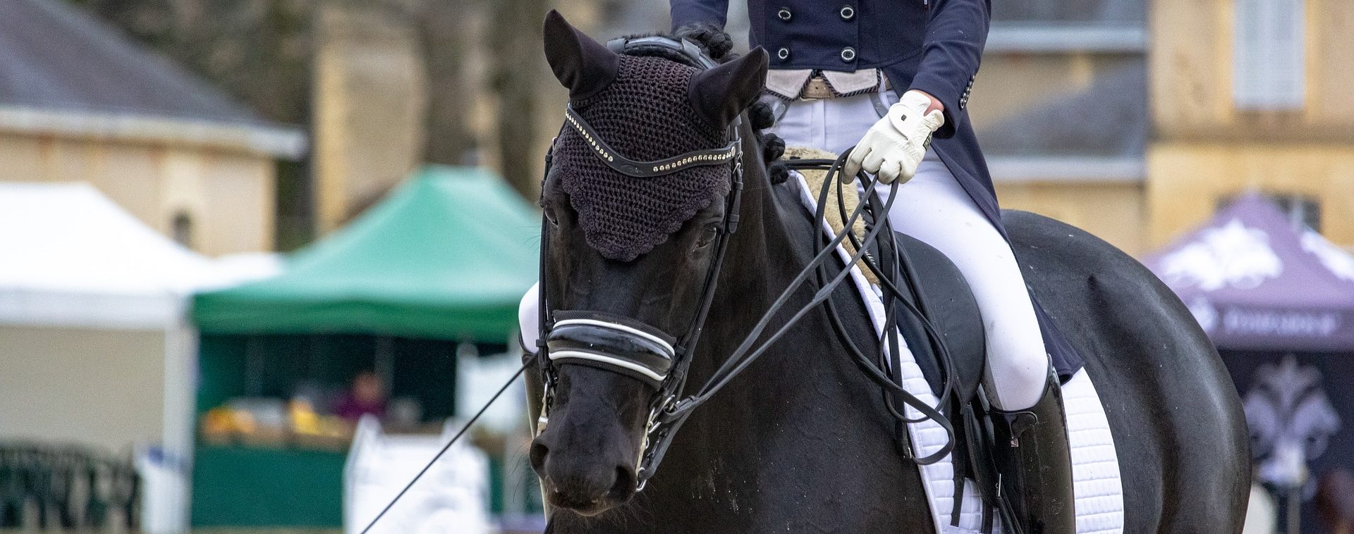 horse-4114146_1920